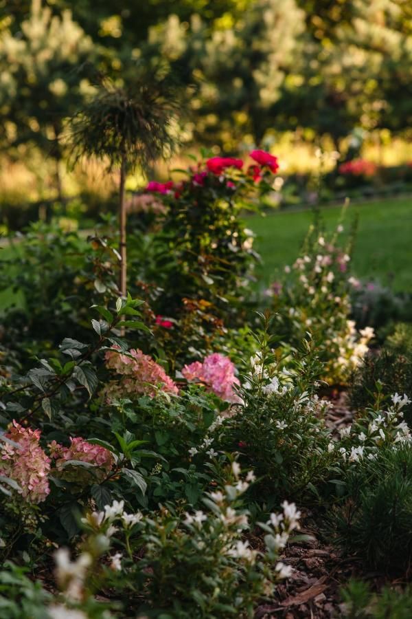 Rabata z hortensjami, różami i białymi kwiatami, w tle trawnik